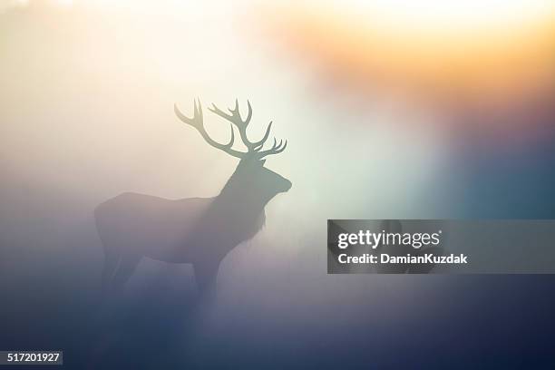 red deer(cervus elaphus) - stag stock pictures, royalty-free photos & images