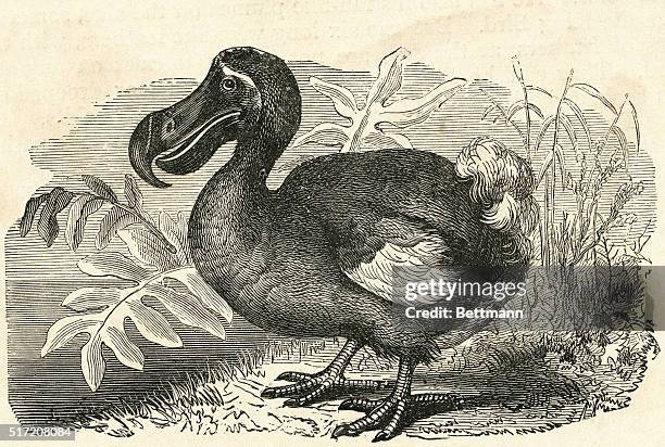 DODO BIRD.UNDATED ENGRAVING.BPA2# 545