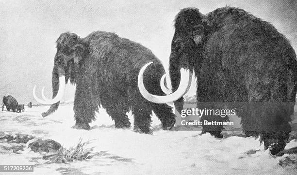 Illustration of two wooly mammoths walking through a snowy tundra.