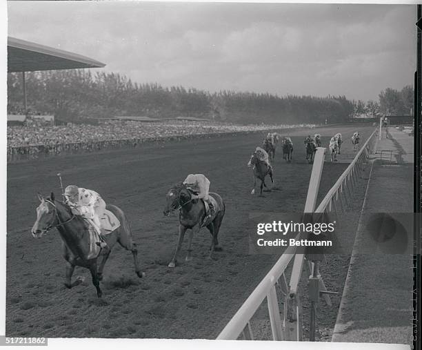 Pulling away at the finish of the $100,000 added Flamingo Stakes, Nashua, with Eddie Arcaro up, romps home the winner with Saratoga, Atkinson up,...