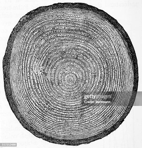 Tree Transverse Section 166 Tree Trunk Cross Section Annual Rings Stock Photos, High-Res ...