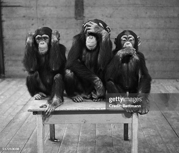 Hamburg, Germany: Caught by the camera as they assume "hear no evil, see no evil, speak no evil" attitudes are three young chipanzees at Hamburg's...