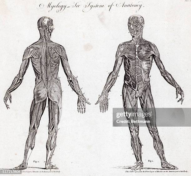 Human Muscular System Diagram Photos and Premium High Res Pictures Biology Diagrams