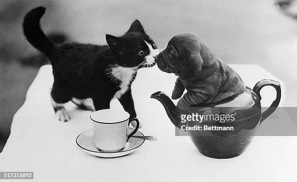 Hans, a dachshund puppy, kisses a kitty while sitting in a teapot.