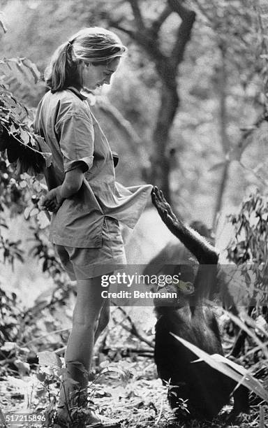 Jane Goodall with one of her research subjects in the Gombe National Park in northern Tanzania.