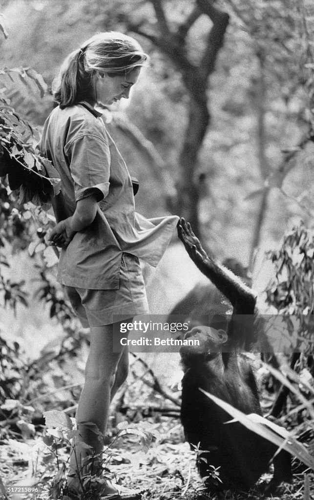 Jane Goodall with a Chimpanzee
