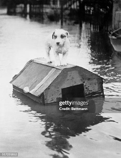 Fed by a deluge of rain, the floods in England spread again January 7th. In fifteen minutes 2 000 tons of water fell in London. Photo shows Fido, who...