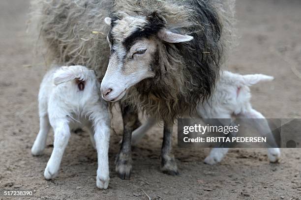 Skudde lambs drink at their mother in the animal park in Berlin on March 24, 2016. / AFP / ZB AND dpa / Britta Pedersen / Germany OUT