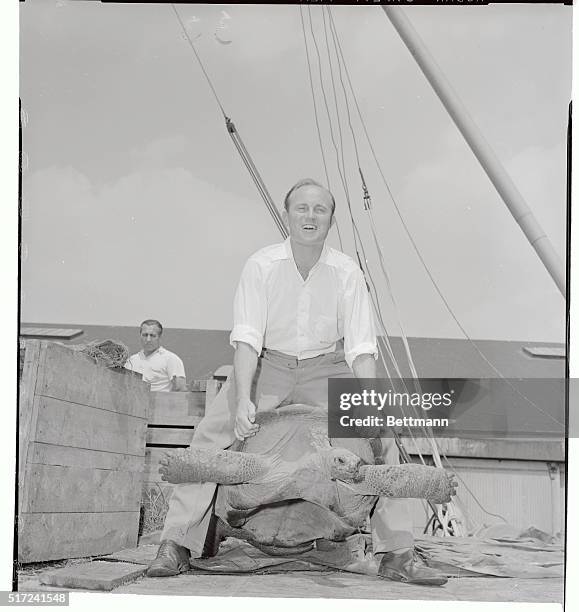 Reggie Brown, animal collector from Essex, England, attempts to lift 300 pound tortoise "Gertie," who is headed for the National Zoological Park in...