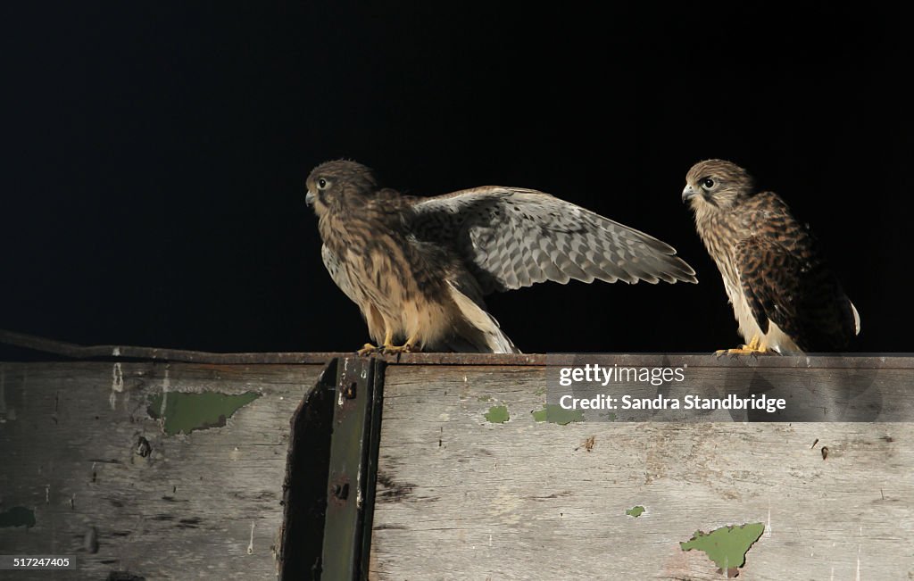 Two baby Kestrels learning to fly