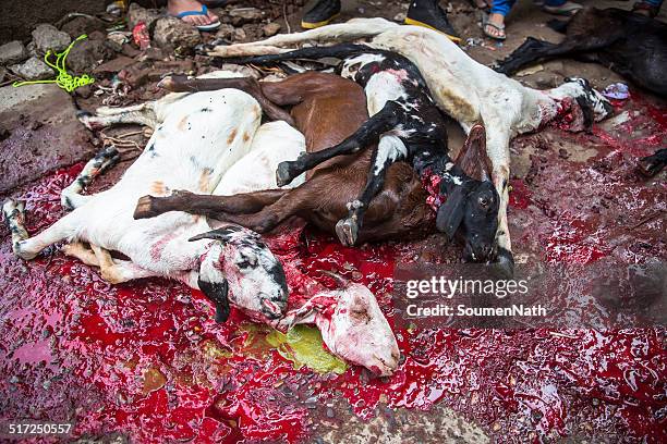 animals being sacrificed to mark eid ul-adha. - indian muslims celebrate eid ul fitr stock pictures, royalty-free photos & images