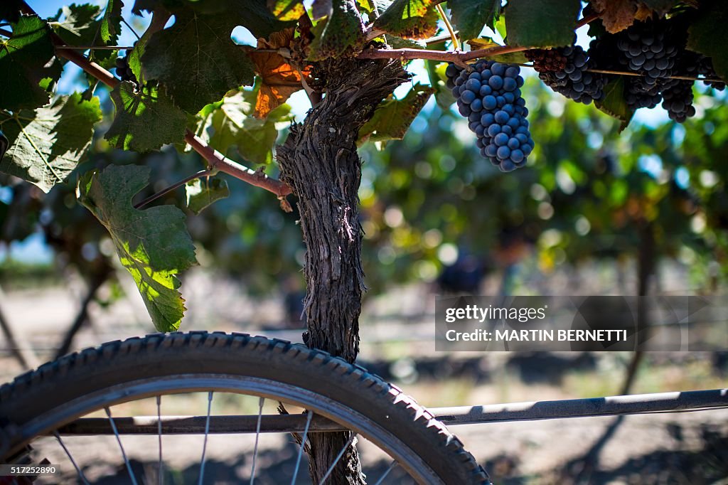 CHILE-FRANCE-BICYCLE-WINE