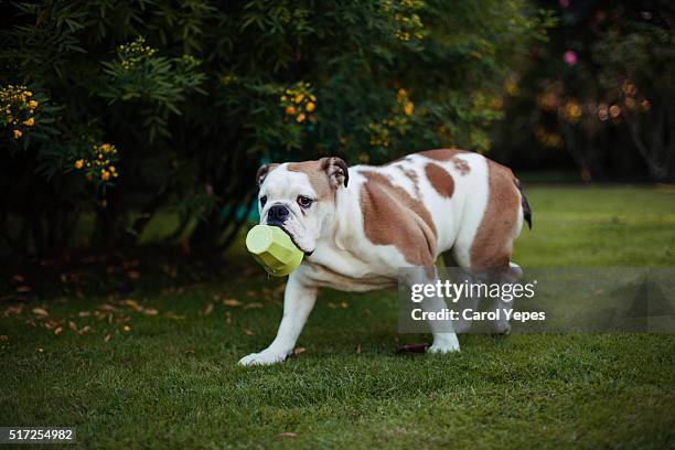 bulldog bitting toys - bulldog inglés fotografías e imágenes de stock