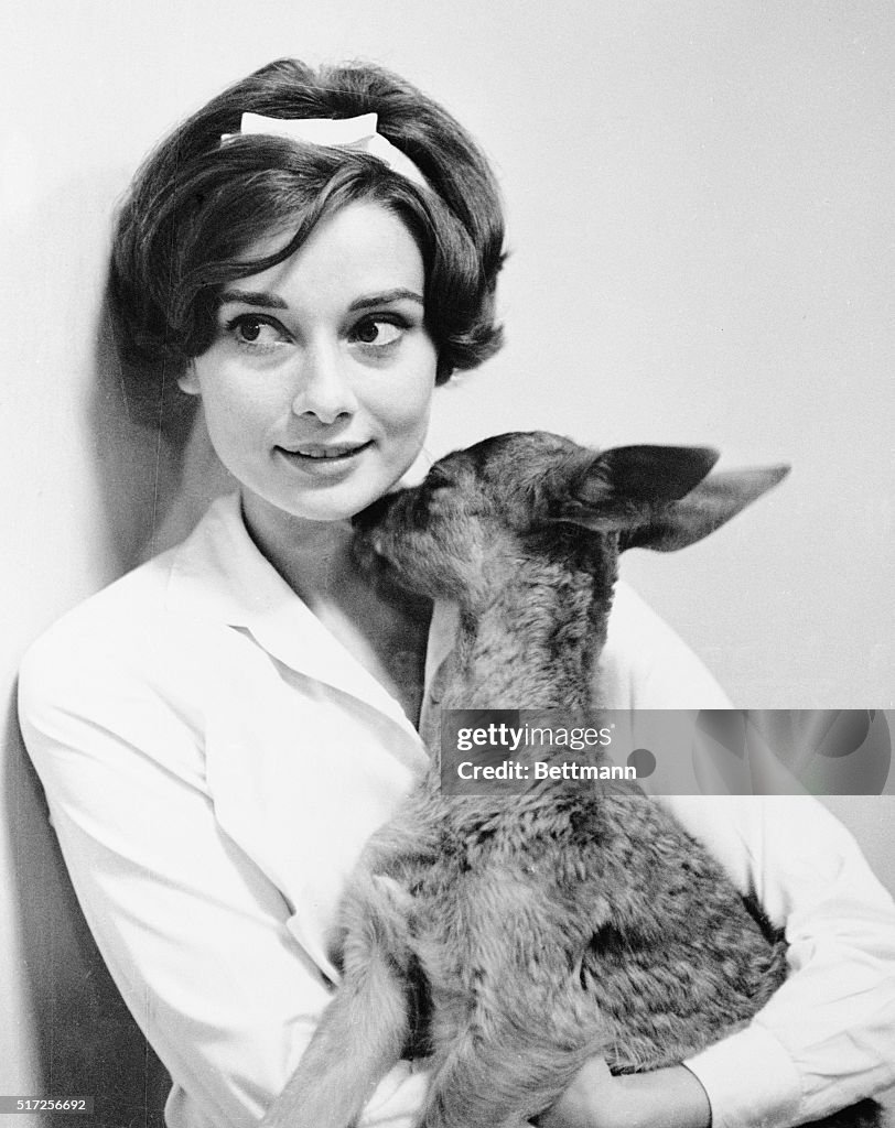 Audrey Hepburn Holding Her Pet Fawn