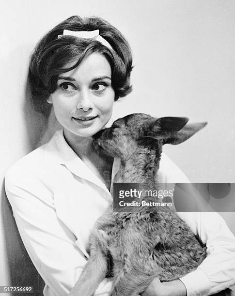 Actress Audrey Hepburn gets a kiss from her pet fawn, IP, in her home. Audrey Hepburn is married to actor Mel Ferrer.