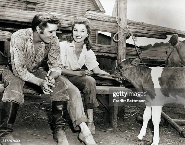 We don't know if it is the calming effect of actress Debra Paget of the tranquility of the calf but gyrating Elvis Presley seems unusually placid in...