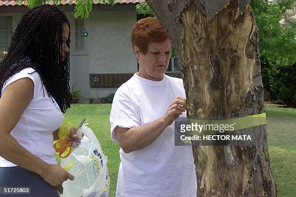 Trish Dobson and Cherrill Renwick place a yellow ribbon around a tree near the house of Guillermo Sobero, a Californian resident helded hostage by a...