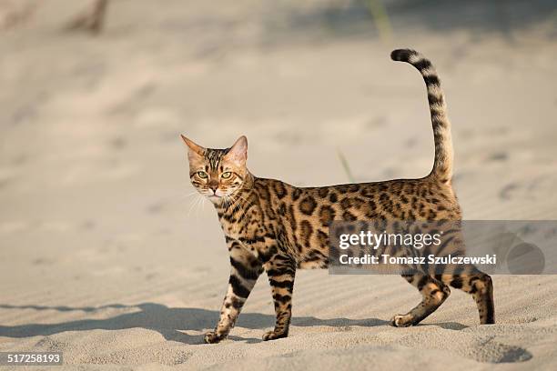 out for a beach walk - bengal cat stock pictures, royalty-free photos & images