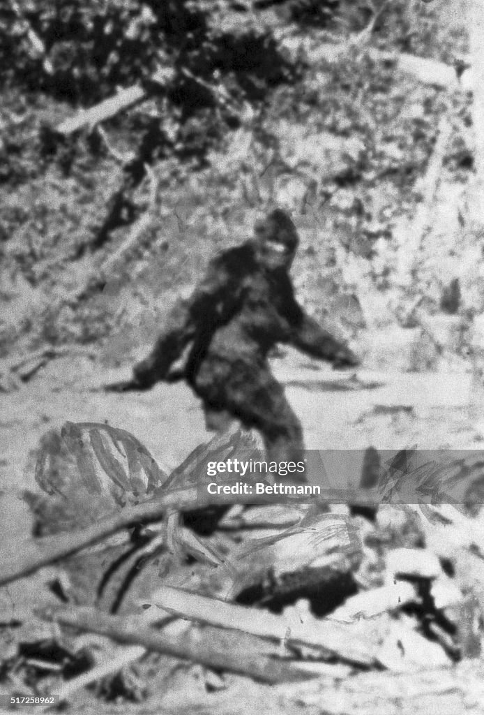 Alleged Photo of Bigfoot