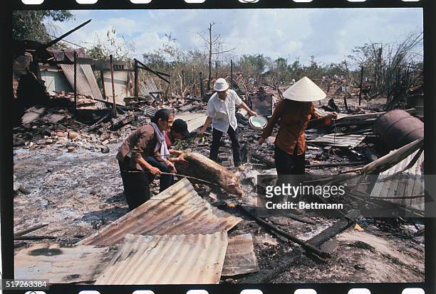 Dong An2: 10 miles North of Saigon, S. Vietnam: Civilians prod pig to leave Dong An2 village, after it was completely destroyed in recent fighting....