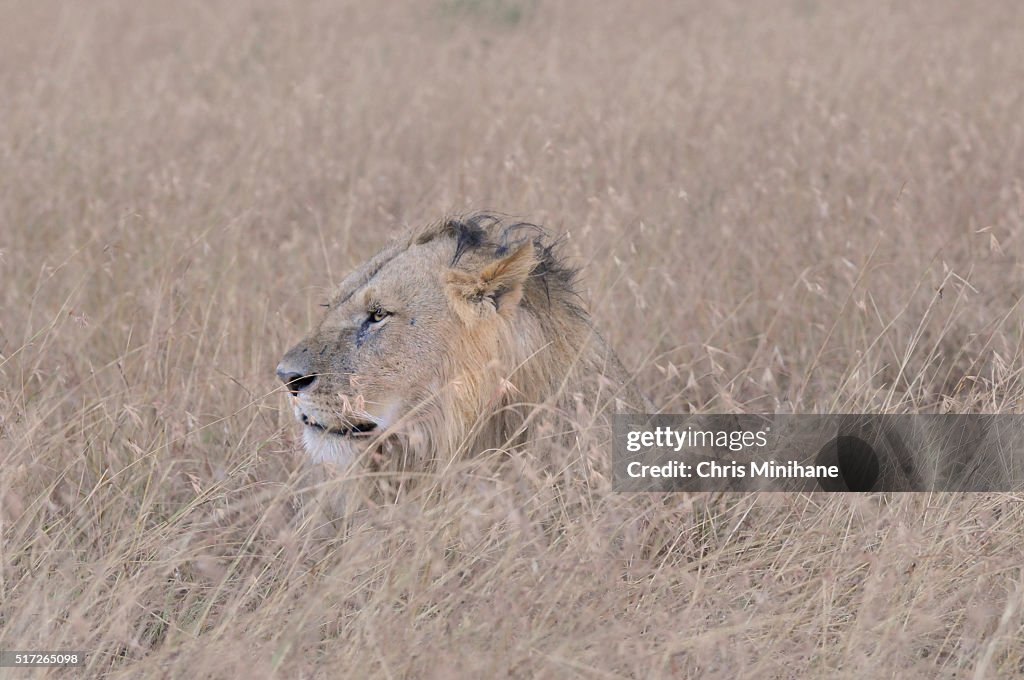 Lion in the Grass