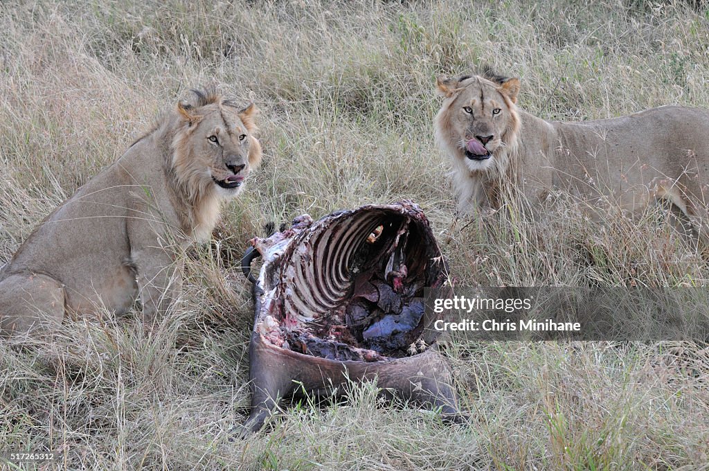 Lions licking lips over a kill