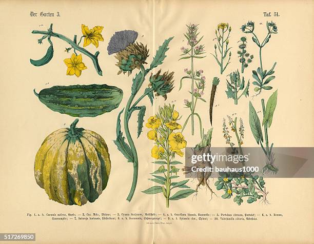 stockillustraties, clipart, cartoons en iconen met vegetables and flowers of the garden, victorian botanical illustration - komkommer