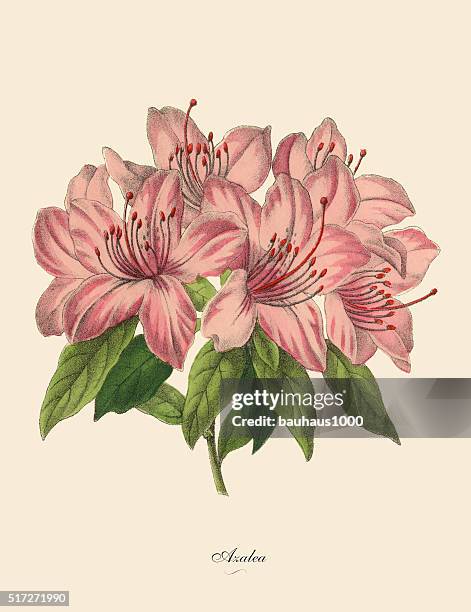 pink azalea plant, victorian botanical illustration - stamen stock illustrations