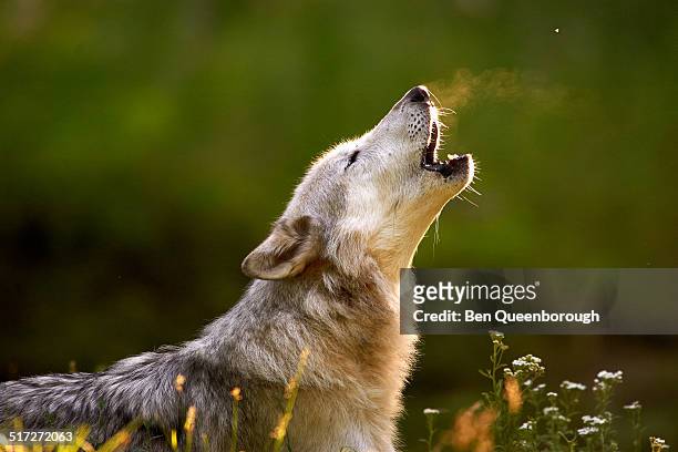 the gray wolf or grey wolf (canis lupus) - richiamo foto e immagini stock
