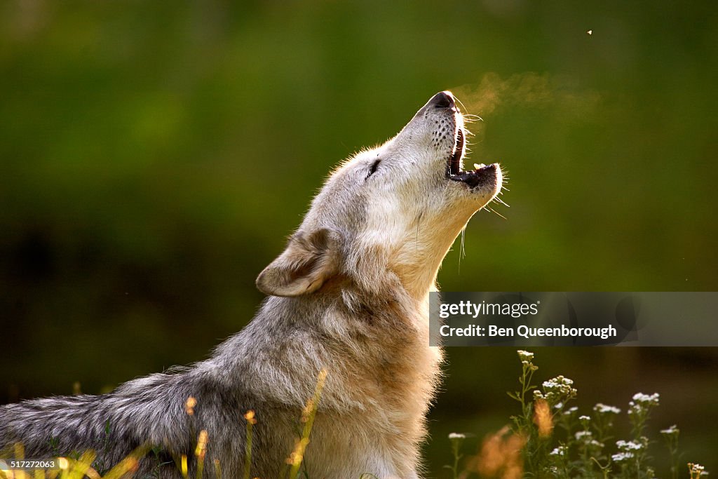 The gray wolf or grey wolf (Canis lupus)