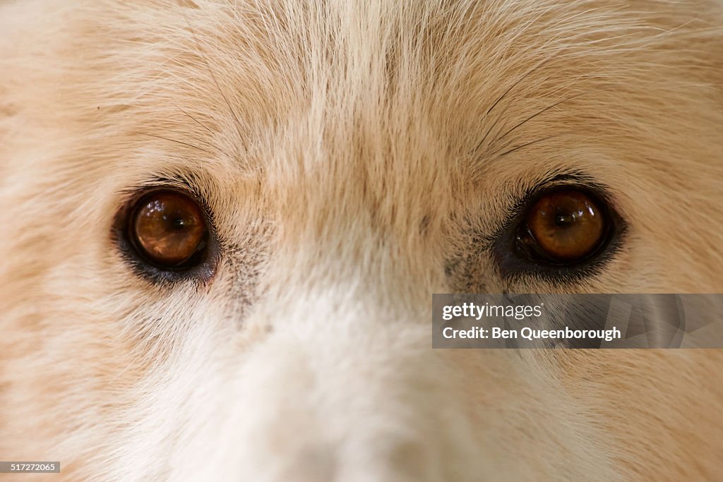 The gray wolf or grey wolf (Canis lupus)