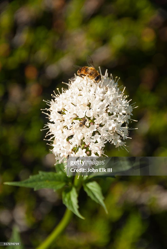 Wildflowers with honey bee
