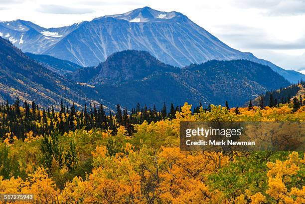fall colors in southern yukon - whitehorse stock pictures, royalty-free photos & images