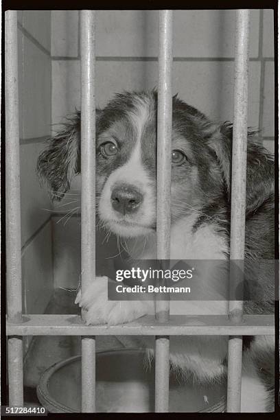 Ginger, one of the thousands of stray animals picked up weekly on the streets of New York by the American Association of the Prevention of Cruelty to...