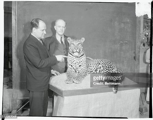 Trubee Davison, , President of the American Museum of Natural History, and Martin Johnson, well known photographer of wild animals, are shown with a...