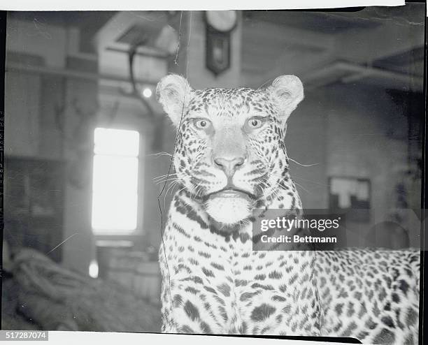 Trubee Davison, , President of the American Museum of Natural History, and Martin Johnson, well known photographer of wild animals, are shown with a...