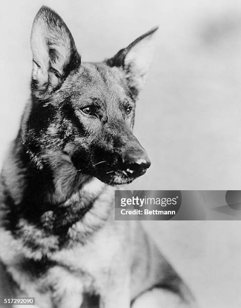 Rin Tin Tin, Warner Bros. Dog star.