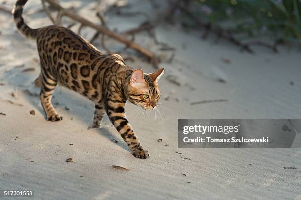 feline beach time - purebred cat stock-fotos und bilder