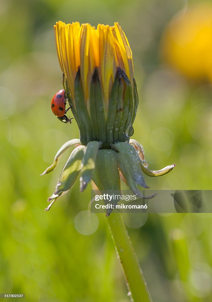 Ladybird in the wild.