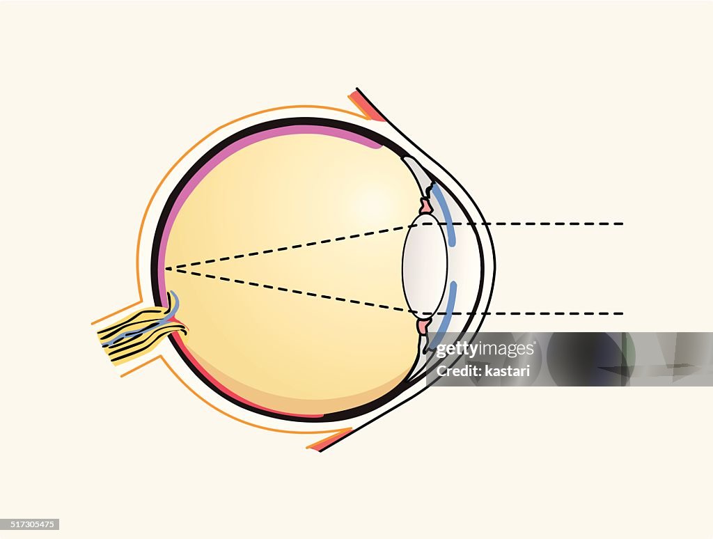 Human Eye Diagram