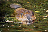 Swimming beaver
