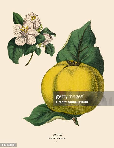 quince fruit tree, victorian botanical illustration - perennial stock illustrations