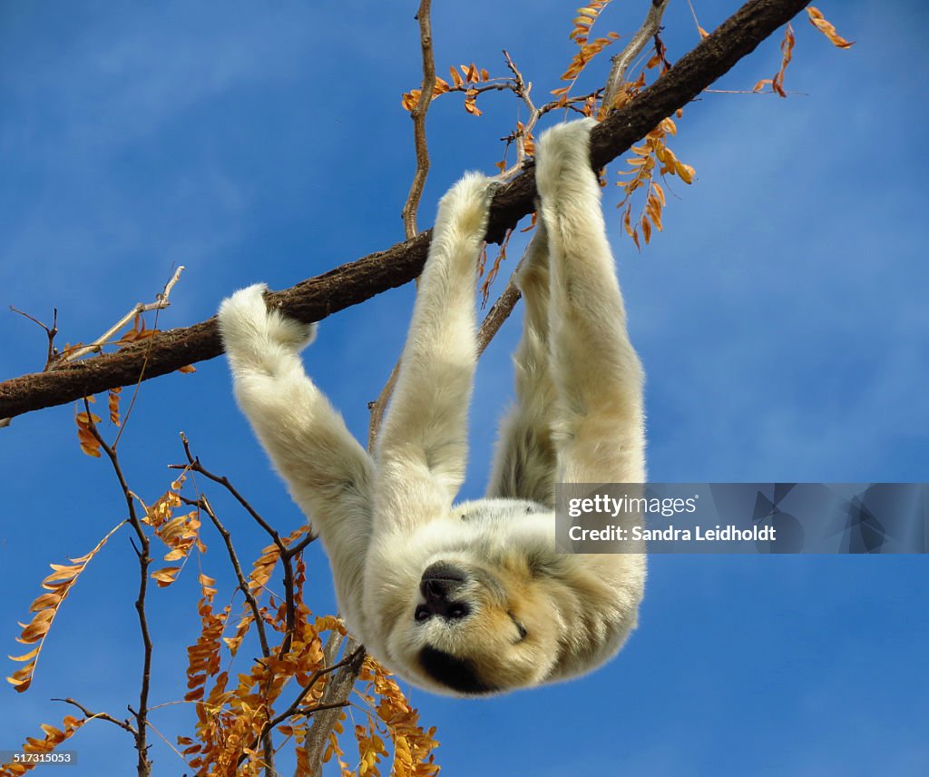 Gibbon Hanging Upside Down