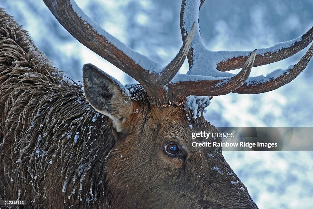 Snow Covered Elk Anlers