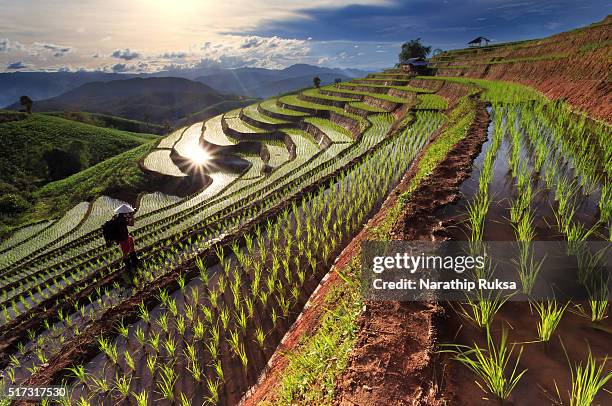 rice fields on terraced at chiang mai, thailand - reisterrasse stock-fotos und bilder