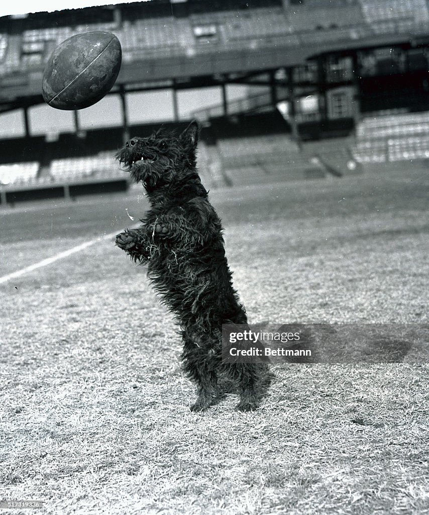 Dog Preparing to Catch Football
