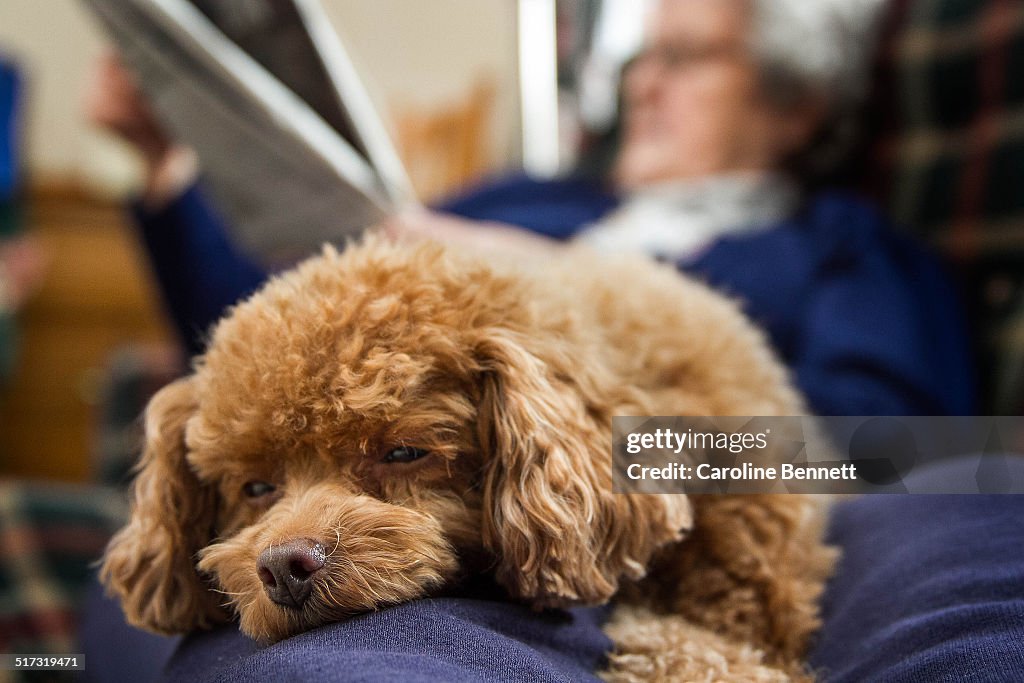 3,363 Toy Poodle Stock Photos, High-Res Pictures, and Images - Getty Images