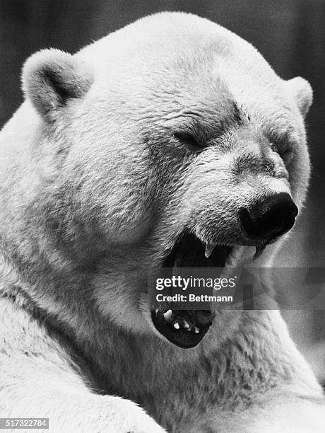 At London's Regent's Park Zoo, Missie the polar bear opens wide in annoyance at a small horsefly near her eye. | Location: Regent's Park Zoo, London,...