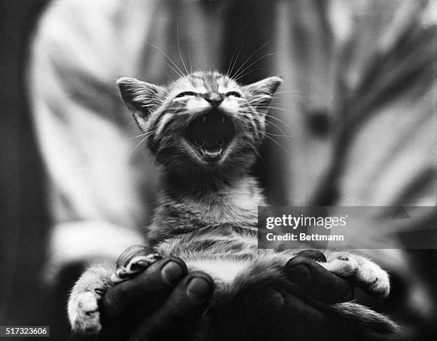 Ganna Walskan kitten, one of several "singing" cats owned by Thomas Charles of Jersey City.