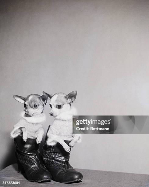 New York, NY: Tiny but precious are these two Mexican chihuahuas, enetered in the fifty-second annual Dog Show of the Westminster Kennel Club, which...